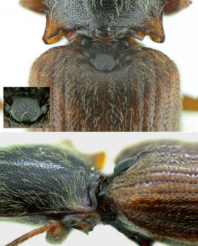 Réf. 198 498 : Athous subfuscus